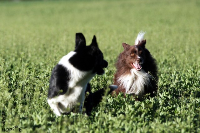 Bild 0168 - Osterjunx